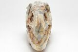 Carved Crazy Lace Agate Dinosaur Skull #208832-3